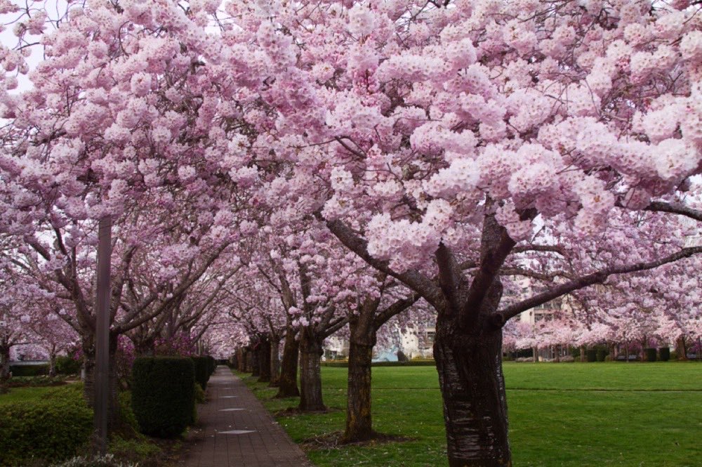 A path running under an avenue of cherry trees in heavy pink blossom