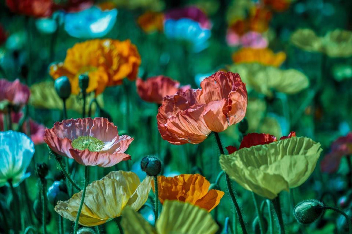 Poppies in coral, yellow, cream and pink filling the frame against deep green