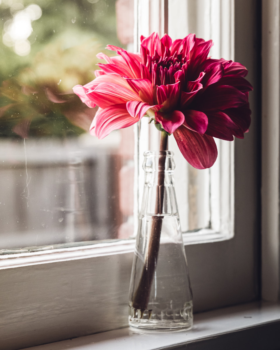 A single crimson dahlia in a tapered glass vase on a bright windowsill