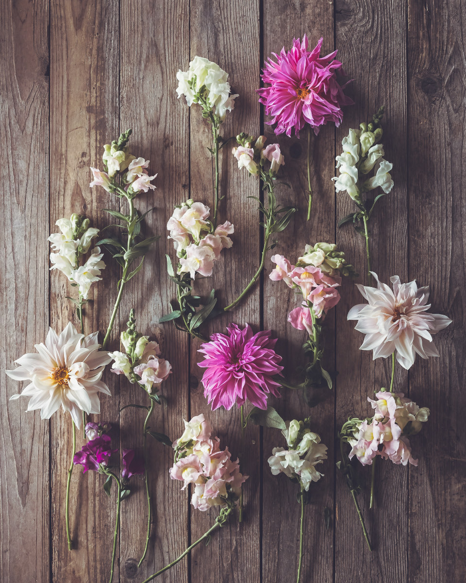 Dahlias, snapdragons and cosmos scattered loose across dark barn wood