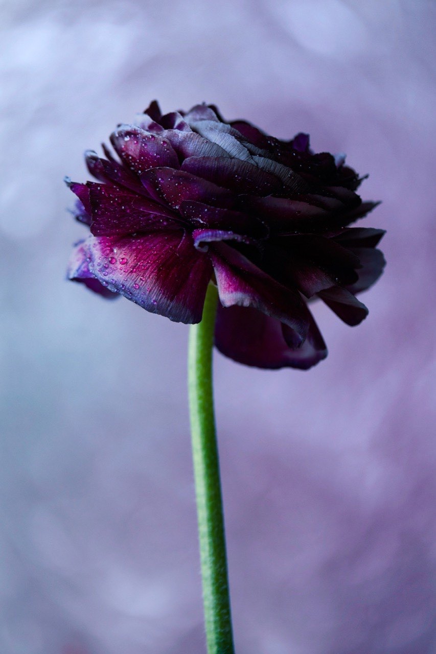 A deep burgundy ranunculus against a soft lilac backdrop, lit from the side