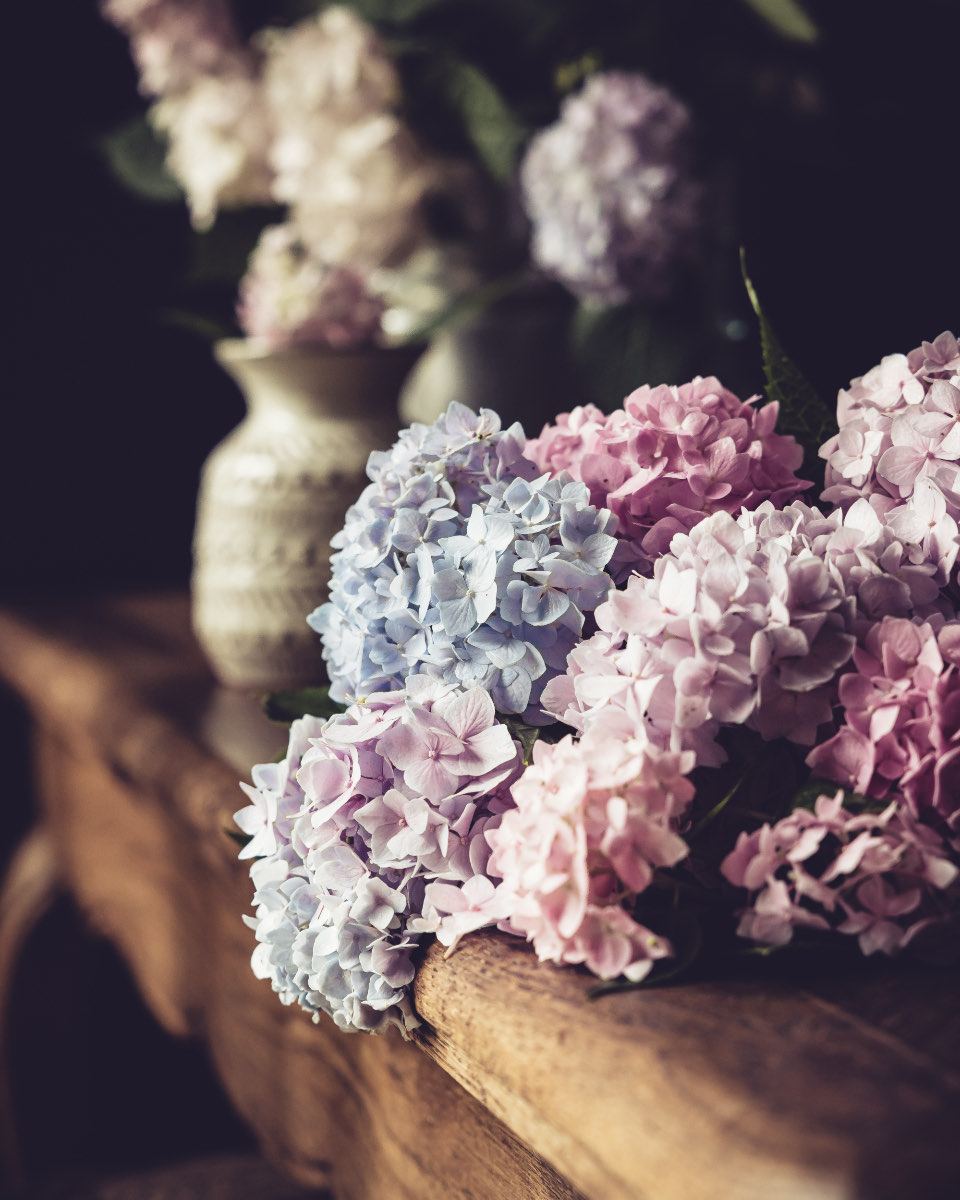 Cut hydrangea heads in blue, pink and cream resting on a wooden ledge with a pale vase behind