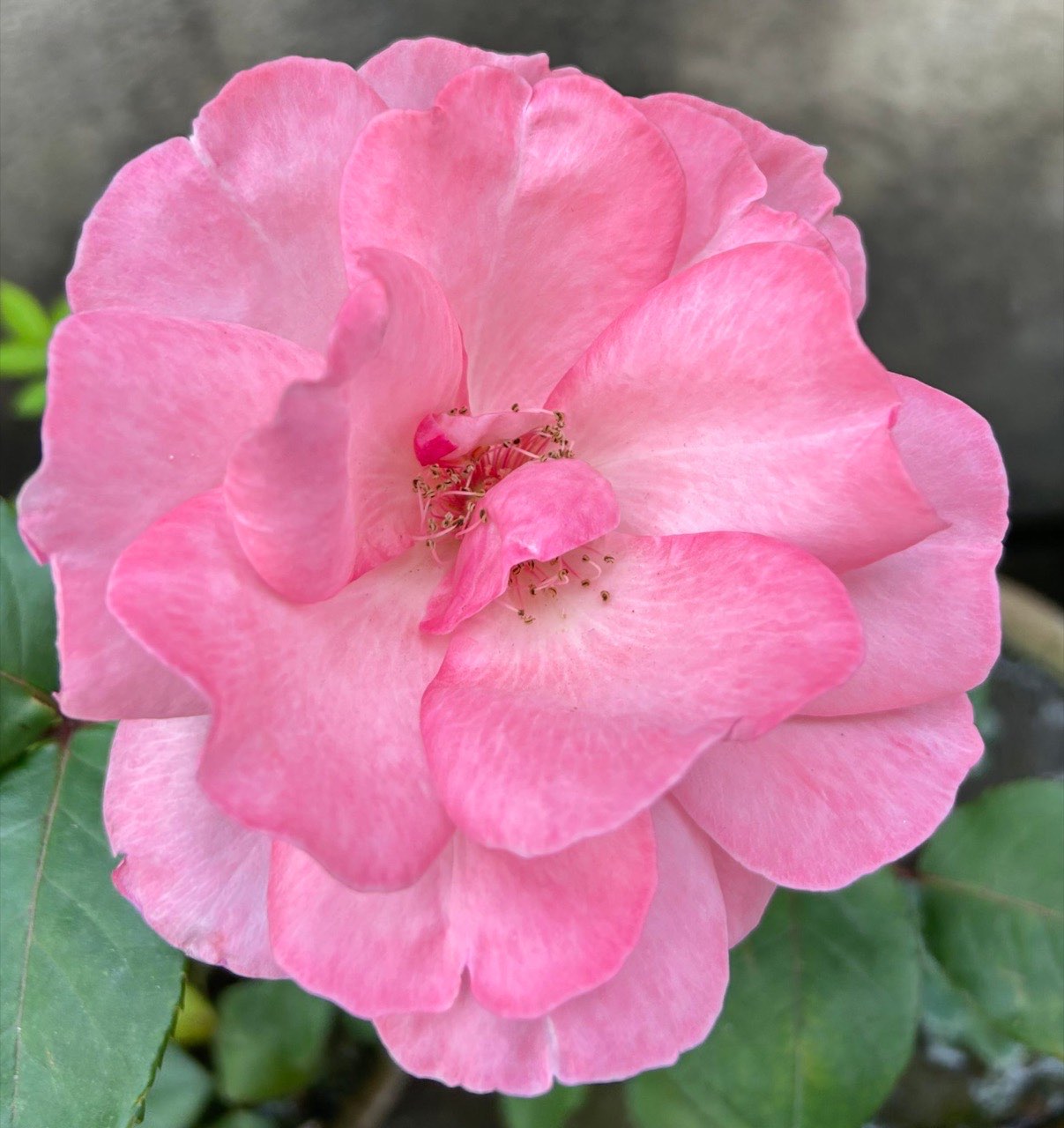A single open pink rose photographed from directly above, green leaves behind it