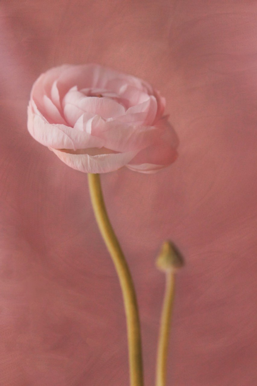 A pale pink ranunculus on a dusty rose backdrop, its two stems curving below the bloom