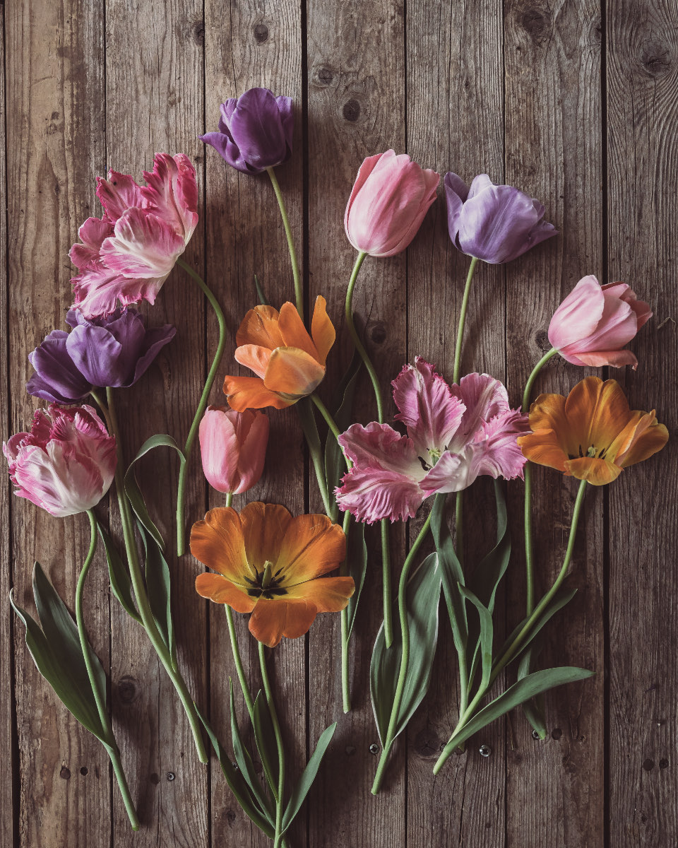 Tulips in mixed pinks, purples and orange laid out in a row across weathered grey planks