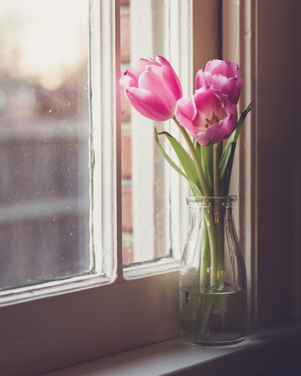 Two pink tulips in a clear glass vase on a painted windowsill, daylight behind the glass