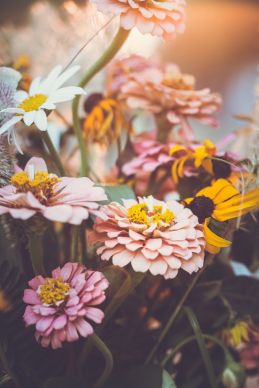 Pink and coral zinnias with black-eyed susans, backlit so the petals go translucent