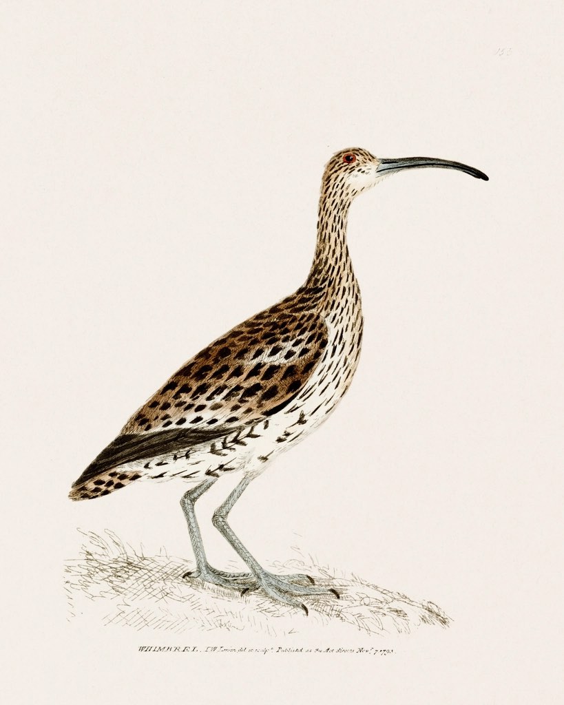 An antique ornithological plate of a whimbrel, a long-billed wader, standing on lightly sketched ground.