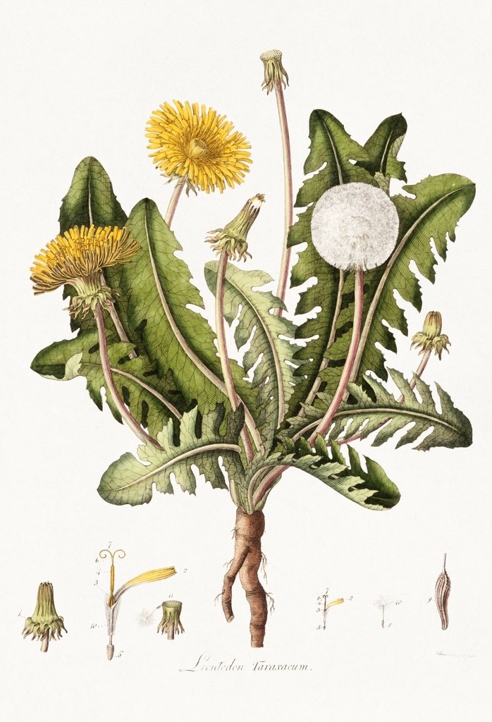 A botanical plate of a dandelion in flower and seed head, its root and dissected parts drawn below.