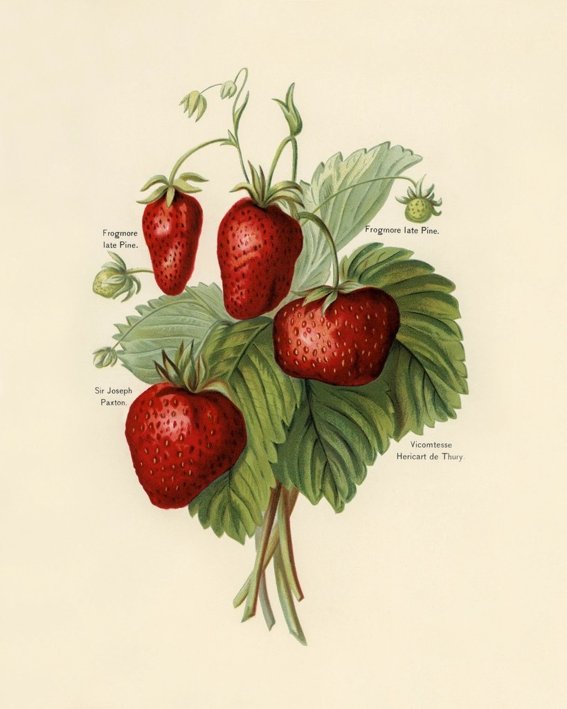 A botanical plate of ripe strawberries with their leaves and runners, printed on cream paper.