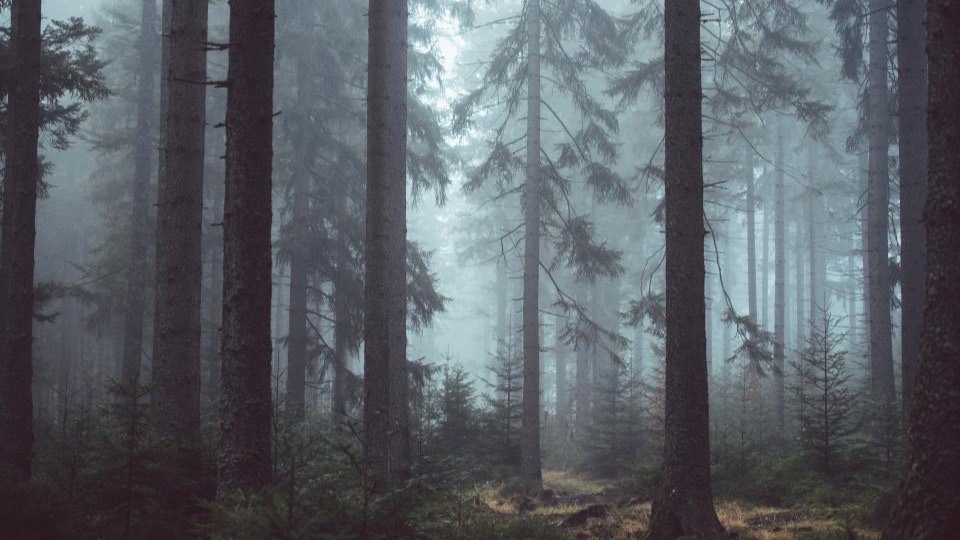 Tall dark conifers standing in blue fog, the trunks receding until the mist closes over them.