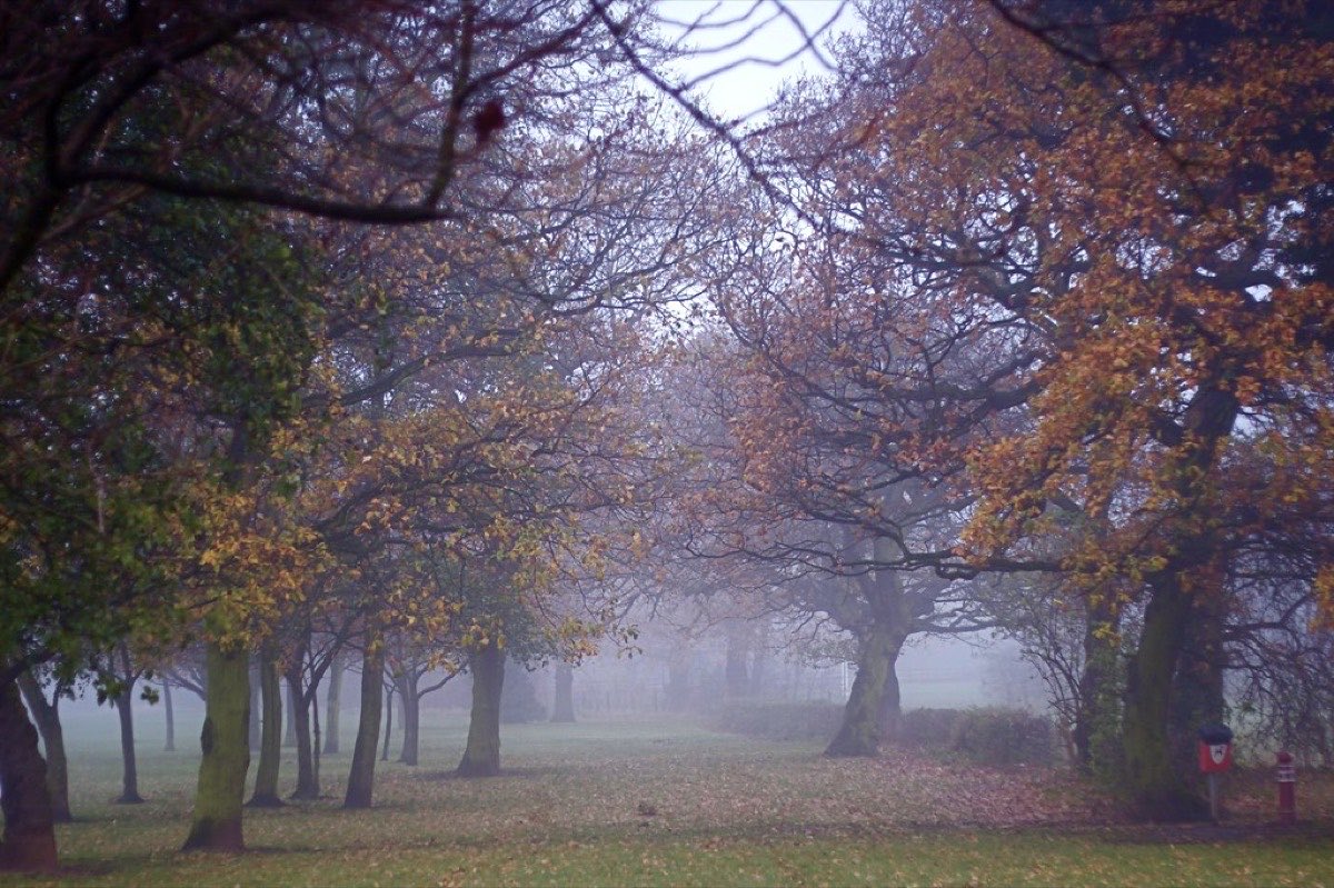 Bare and rust-coloured trees in a public park with fog sitting between them and leaf litter across the grass.